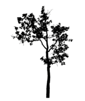 Realistic tree silhouette isolated on transparent background with clipping path and alpha channel png