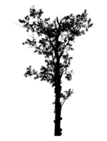 Realistic tree silhouette isolated on transparent background with clipping path and alpha channel png