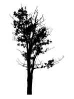 Realistic tree silhouette isolated on transparent background with clipping path and alpha channel png
