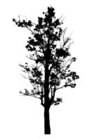 Realistic tree silhouette isolated on transparent background with clipping path and alpha channel png