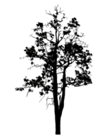 Realistic tree silhouette isolated on transparent background with clipping path and alpha channel png