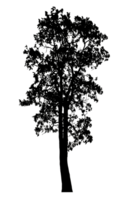 Realistic tree silhouette isolated on transparent background with clipping path and alpha channel png