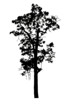 Realistic tree silhouette isolated on transparent background with clipping path and alpha channel png