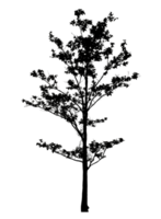 Realistic tree silhouette isolated on transparent background with clipping path and alpha channel png