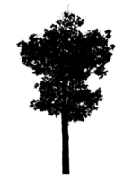 Realistic tree silhouette isolated on transparent background with clipping path and alpha channel png