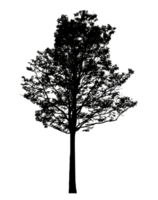 Realistic tree silhouette isolated on transparent background with clipping path and alpha channel png