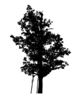 Realistic tree silhouette isolated on transparent background with clipping path and alpha channel png