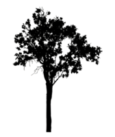 Realistic tree silhouette isolated on transparent background with clipping path and alpha channel png
