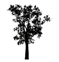 Realistic tree silhouette isolated on transparent background with clipping path and alpha channel png