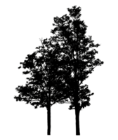 Realistic tree silhouette isolated on transparent background with clipping path and alpha channel png