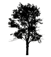 Realistic tree silhouette isolated on transparent background with clipping path and alpha channel png