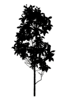 Realistic tree silhouette isolated on transparent background with clipping path and alpha channel png
