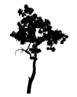 Realistic tree silhouette isolated on transparent background with clipping path and alpha channel png