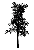 Realistic tree silhouette isolated on transparent background with clipping path and alpha channel png