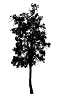 Realistic tree silhouette isolated on transparent background with clipping path and alpha channel png