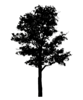 Realistic tree silhouette isolated on transparent background with clipping path and alpha channel png