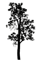 Realistic tree silhouette isolated on transparent background with clipping path and alpha channel png