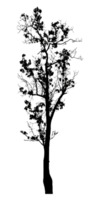 Realistic tree silhouette isolated on transparent background with clipping path and alpha channel png