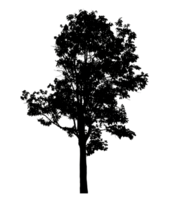 Realistic tree silhouette isolated on transparent background with clipping path and alpha channel png