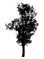 Realistic tree silhouette isolated on transparent background with clipping path and alpha channel png