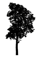 Realistic tree silhouette isolated on transparent background with clipping path and alpha channel png