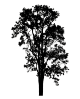 Realistic tree silhouette isolated on transparent background with clipping path and alpha channel png