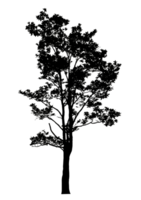 Realistic tree silhouette isolated on transparent background with clipping path and alpha channel png