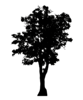 Realistic tree silhouette isolated on transparent background with clipping path and alpha channel png