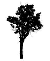 Realistic tree silhouette isolated on transparent background with clipping path and alpha channel png