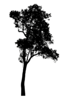 Realistic tree silhouette isolated on transparent background with clipping path and alpha channel png