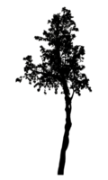 Realistic tree silhouette isolated on transparent background with clipping path and alpha channel png
