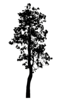 Realistic tree silhouette isolated on transparent background with clipping path and alpha channel png