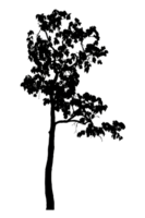 Realistic tree silhouette isolated on transparent background with clipping path and alpha channel png