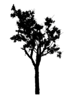 Realistic tree silhouette isolated on transparent background with clipping path and alpha channel png