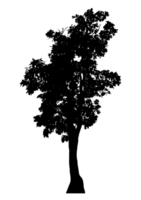 Realistic tree silhouette isolated on transparent background with clipping path and alpha channel png
