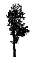 Realistic tree silhouette isolated on transparent background with clipping path and alpha channel png