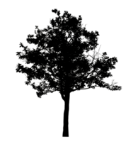 Realistic tree silhouette isolated on transparent background with clipping path and alpha channel png