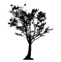 Realistic tree silhouette isolated on transparent background with clipping path and alpha channel png
