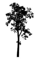 Realistic tree silhouette isolated on transparent background with clipping path and alpha channel png