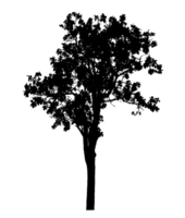 Realistic tree silhouette isolated on transparent background with clipping path and alpha channel png