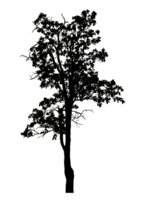 Realistic tree silhouette isolated on transparent background with clipping path and alpha channel png