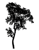 Realistic tree silhouette isolated on transparent background with clipping path and alpha channel png