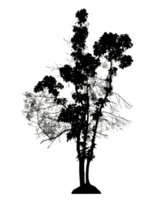 Realistic tree silhouette isolated on transparent background with clipping path and alpha channel png