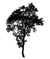 Realistic tree silhouette isolated on transparent background with clipping path and alpha channel png