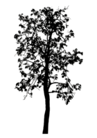 Realistic tree silhouette isolated on transparent background with clipping path and alpha channel png