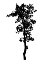Realistic tree silhouette isolated on transparent background with clipping path and alpha channel png