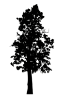 Realistic tree silhouette isolated on transparent background with clipping path and alpha channel png