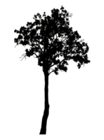 Realistic tree silhouette isolated on transparent background with clipping path and alpha channel png