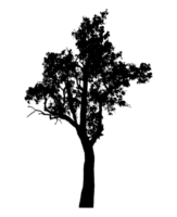 Realistic tree silhouette isolated on transparent background with clipping path and alpha channel png