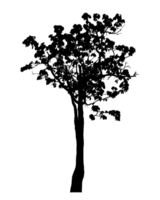 Realistic tree silhouette isolated on transparent background with clipping path and alpha channel png